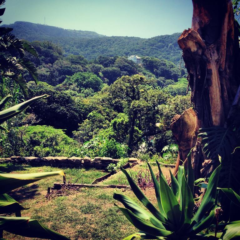 Jungle Monkey Backpackers Hostel Port Saint Johnʼs Εξωτερικό φωτογραφία